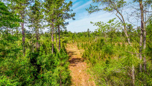 Pinebrook Ranches Debuts Unrestricted 5 to 31 Acre Florida Homesites from $49,900 Near the Gulf Coast
