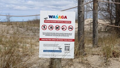 The Birds are Back in Town: Two Piping Plovers Return to Wasaga Beach