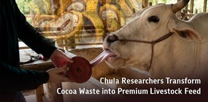 朱拉隆功大學研究人員將可可廢料製成優質畜禽飼料