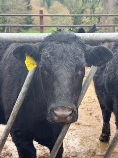Preserving Farming Heritage: Innovative Concrete Solution Extends Service Life at Silver Creek Angus Ranch