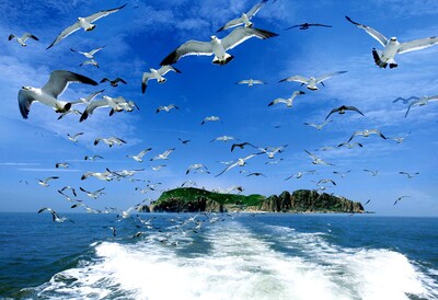 Xinhua Silk Road: Discover the natural beauty of Rongcheng in E China from its flower sea, bird songs