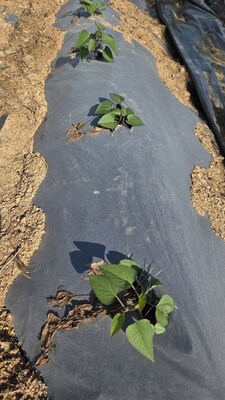 CTK Bio - Paper Mulch Film (CNW Group/CTK Bio) CTK Bio - Paper Mulch Film (CNW Group/CTK Bio)