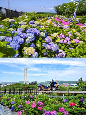 Menyusuri Hamparan 900.000 Bunga Hydrangea, Festival Hydrangea Jangsaengpo Kelima di Ulsan Hadirkan Whale Kart sebagai Wahana Baru