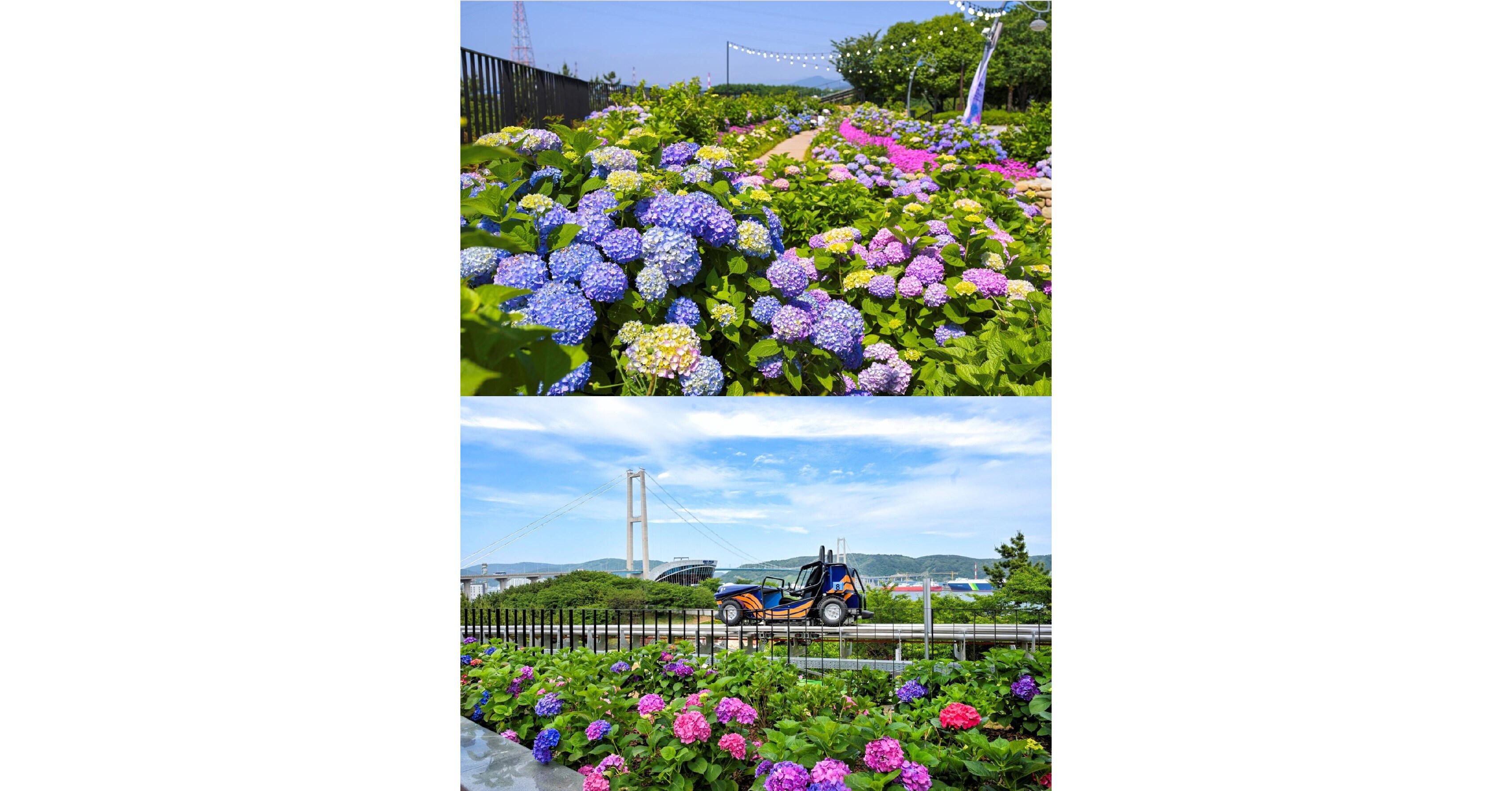 Menyusuri Hamparan 900.000 Bunga Hydrangea, Festival Hydrangea Jangsaengpo Kelima di Ulsan Hadirkan Whale Kart sebagai Wahana Baru
