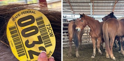 Wild Horses at Auction house for sale