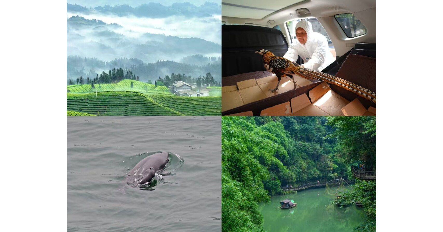 World Environment Day: Hubei, where nature thrives
