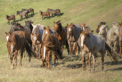 Rescued wild horses at Return to Freedom's American Wild Horse Sanctuary satellite location in San Luis Obispo, California. Photo by Cathy Wallace. Rescued wild horses at Return to Freedom's American Wild Horse Sanctuary satellite location in San Luis Obispo, California. Photo by Cathy Wallace.