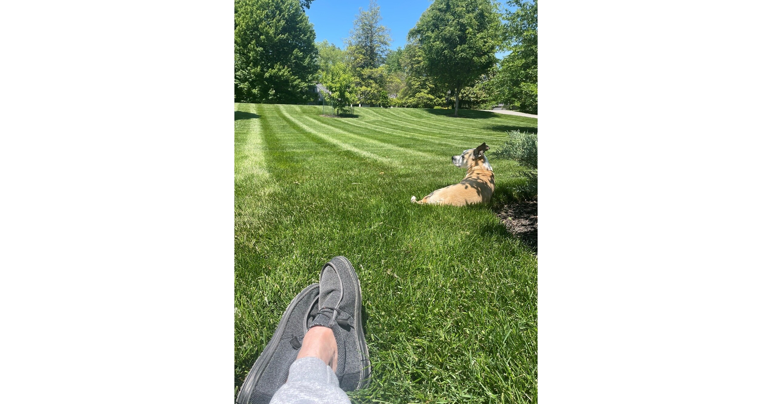 TurfMutt's Pet Safety Tips for the Dog Days of Summer