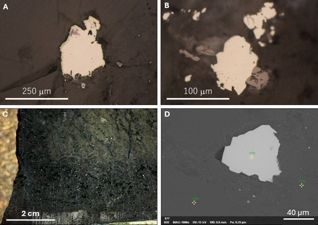 Figure 5 – Photomicrographs, hand sample, and SEM images of awaruite from the Birchy North target
A) Reflected light image of 250µm&nbsp;awaruite grain; B) Reflected light image of 90µm awaruite grain; C) hand sample showing disseminated awaruite; D) SEM image of 60µm awaruite grain. (CNW Group/FPX Nickel Corp.)