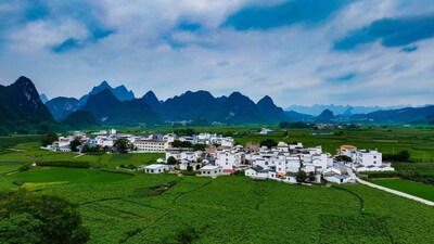 Xinhua Silk Road: Integrasi AI dalam Budidaya Sutra Murbei Jadi Jalur Baru Menuju Kesejahteraan Petani di Guangxi, Tiongkok Selatan
