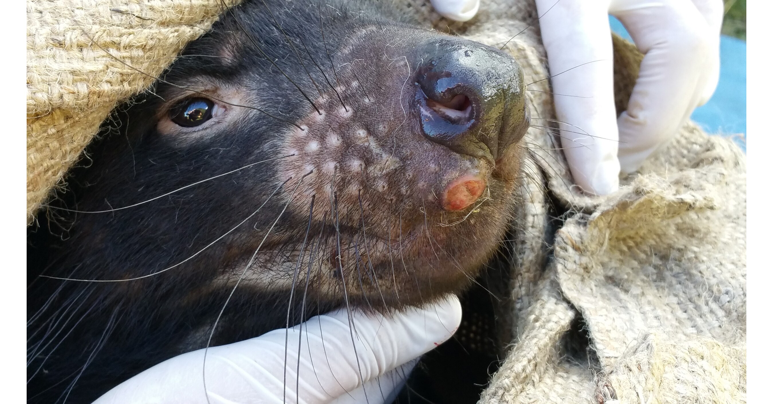 Colossal Foundation and University of Tasmania Partner to Combat Devil Facial Tumour Disease with Vaccines and Gene Editing