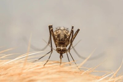 Heartworm disease is spread through the bite of an infected mosquito and can affect pets nationwide, making year-round prevention an important part of routine care.