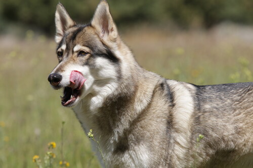Member of the Shadowland Foundation wolf pack.