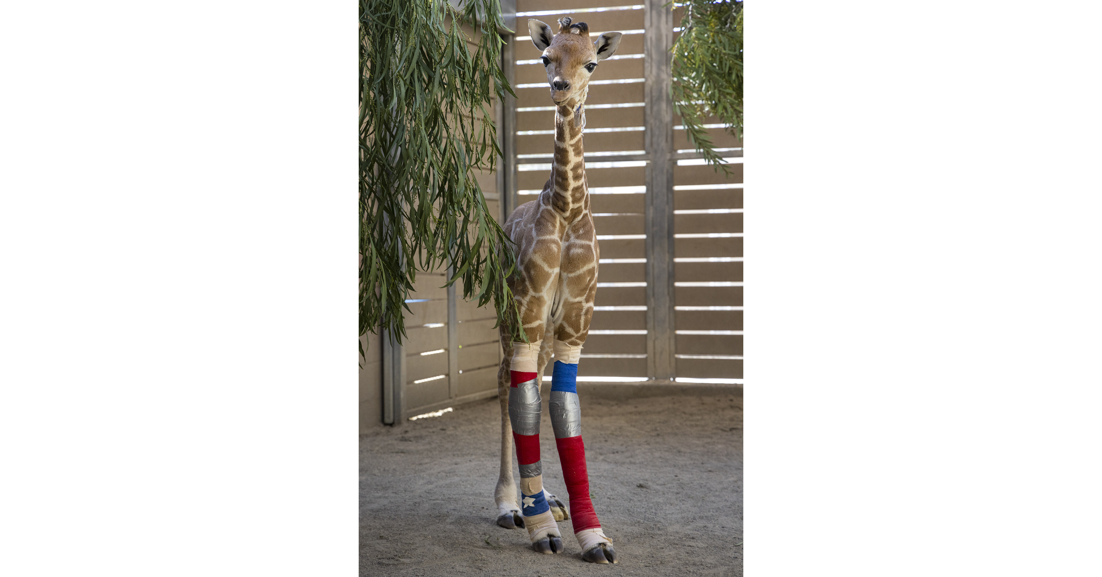 San Diego Zoo Safari Park's Harter Veterinary Medical Center Celebrates 25 Years of Advancing Wildlife Care and Innovation