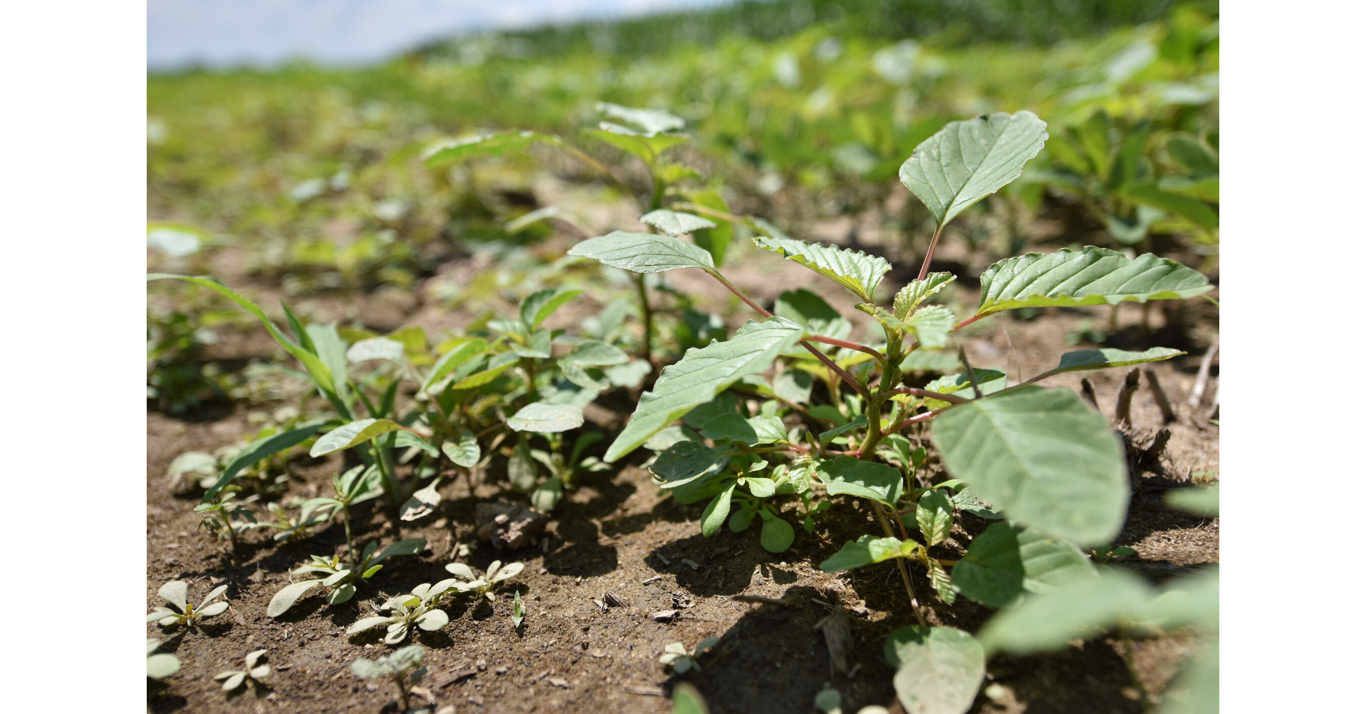 WSSA Applauds EPA's Advancement of Six New Herbicides