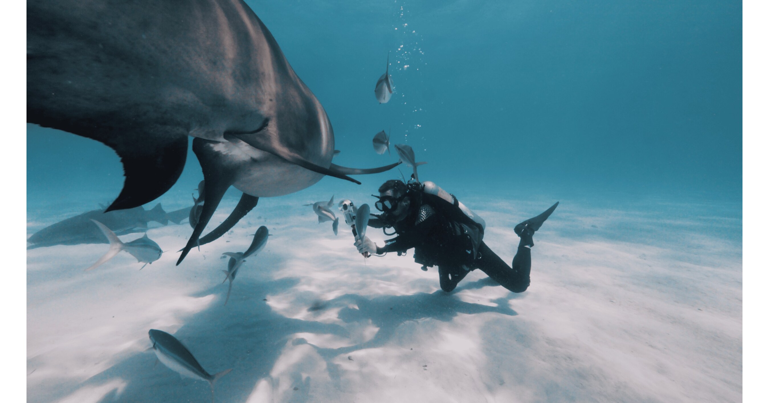 Insta360 Marks Shark Awareness Day with Global Campaign to Help Protect Sharks