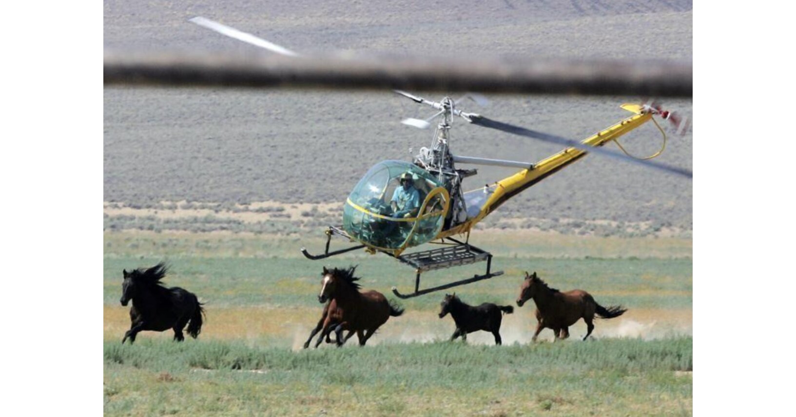 Congress and a Coalition of Conservation Leaders Condemn Largest Planned Wild Horse Roundup in Nevada History