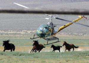 Congress and a Coalition of Conservation Leaders Condemn Largest Planned Wild Horse Roundup in Nevada History