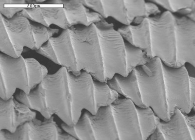 Magnified Shark Skin.