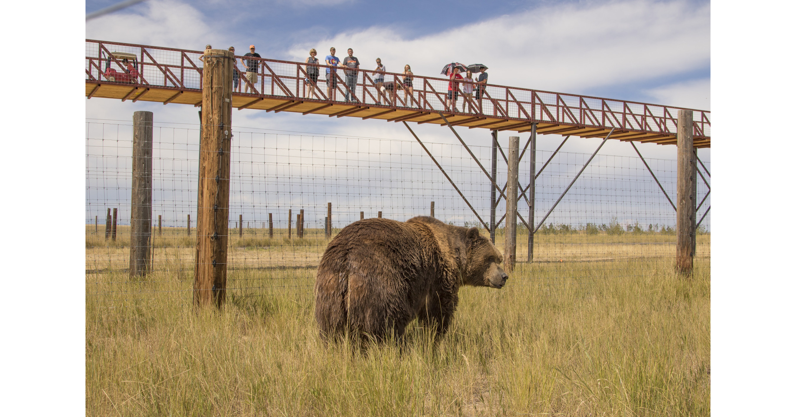 Lions, Tigers, & Bears Animal Sanctuary & Rescue