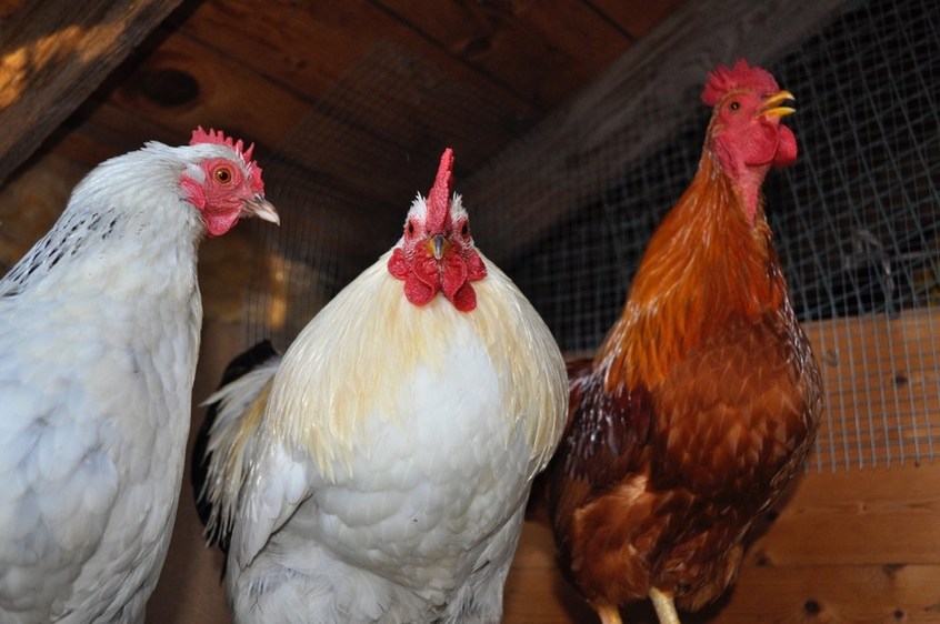 Chicken Industry Abuses Both Humans and Animals - Mercy For Animals