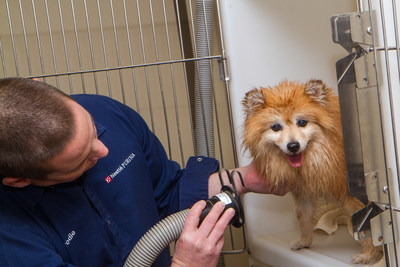 Flagstaff-based Nestle Purina associate, Brodie Core, grooms a dog at Second Chance Center for Animals on Dec. 16, 2016.