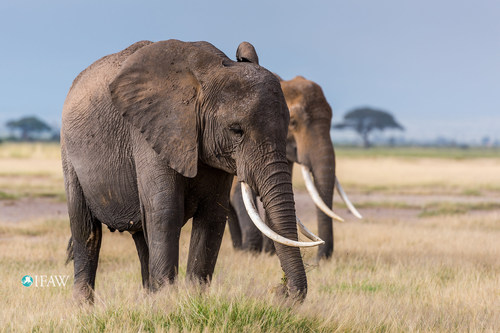 IFAW: 2016 was another fatal year for elephants. (c) IFAW/Barbara Hollweg