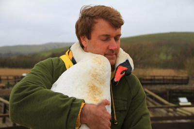 Richard Wiese during an emotional swan rescue in England