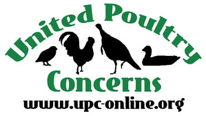 United Poultry Concerns Condemns Chicken Roping Contest, Urges Compassionate Conduct