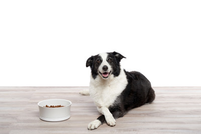 ProBowl tracks a pet's food and water intake, provides feedback on consumption, and alerts pet owners to any changes that are out of the ordinary compared to normal consumption habits.