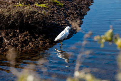 The Honda Marine Science Foundation focuses on marine ecosystem restoration and climate change resilience.