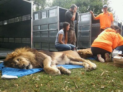 Sedated Male Lion