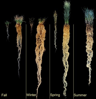 Side by side comparison of common wheat roots and Kernza(R) wheat roots throughout the four seasons in a year.