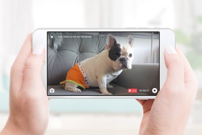 Manny the Frenchie goes live on Facebook via Petcube