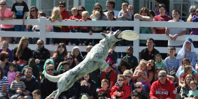 Catch a Purina(R) Pro Plan(R) Performance Team show at Purina Farms, where dogs demonstrate their amazing skills in flying disc, diving dog and agility. The Visitor Center re-opens for the 2017 season on Saturday, March 18.