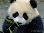 Magellan Diagnostics and PDXWildlife Partner to Identify Lead Exposure in Giant Pandas