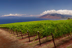 Discover Maui's Craft Beer, Wine &amp; Spirits Community