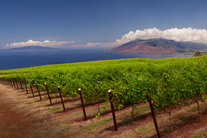 Discover Maui's Craft Beer, Wine &amp; Spirits Community