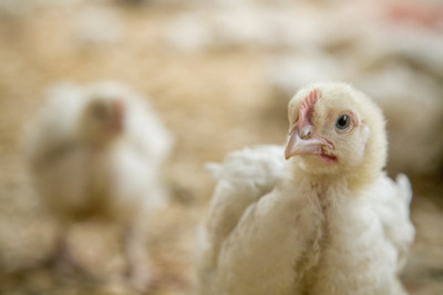 World Animal Protection applauds Tim Hortons and Burger King's commitment to improve chicken welfare by 2024