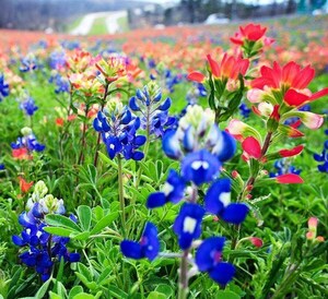 10 Ways To Enjoy Springtime In Bastrop And The Lost Pines Region