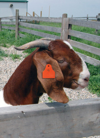 Under new regulations livestock producers will be required to tag each animal with a unique identification number and track movement when it leaves the farm for finishing, processing, etc. (CNW Group/Canadian National Goat Federation)