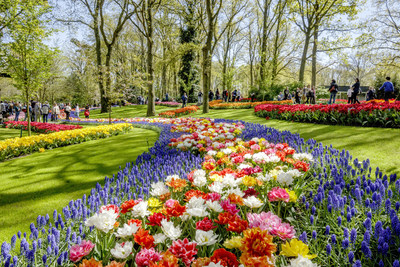 库肯霍夫公园开门迎客，“荷兰设计”鲜花竞相开放
