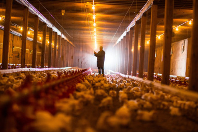 Les fermes familiales ciblées par des activistes : les producteurs de poulet canadiens sont fiers d'élever du poulet digne de confiance