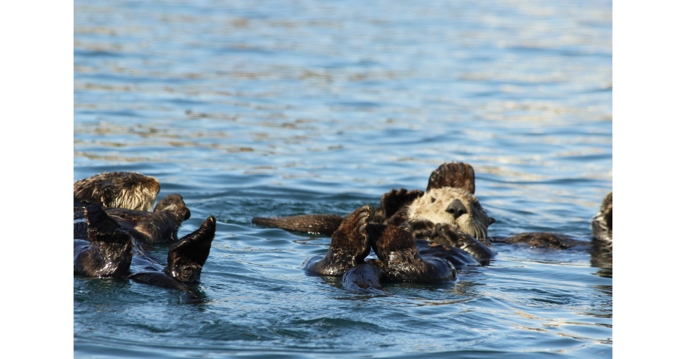 Record Numbers of Adorable Sea Otters Delight Morro Bay Visitors this Spring