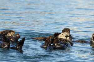 Record Numbers of Adorable Sea Otters Delight Morro Bay Visitors this Spring