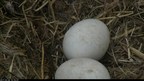 "Breaking" News: Bald Eagle Egg Begins to Hatch LIVE on the DC Eagle Cam at the National Arboretum
