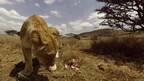 Virry VR and PlayStation Present an Extraordinary Virtual Reality Experience - Bringing Rare Animals From the African Savannah Up Close and Personal