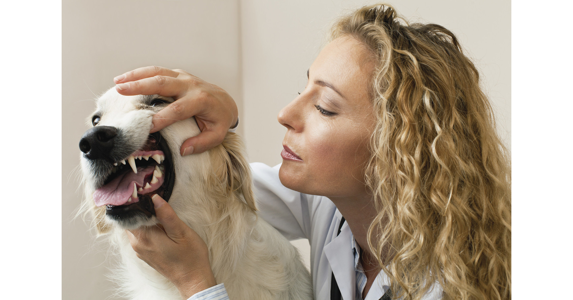 Solving Pets' Oral Health Needs