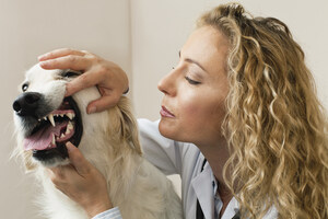 Solving Pets' Oral Health Needs