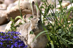 Bambi &amp; Thumper - Cute as can be or perpetual garden pests?